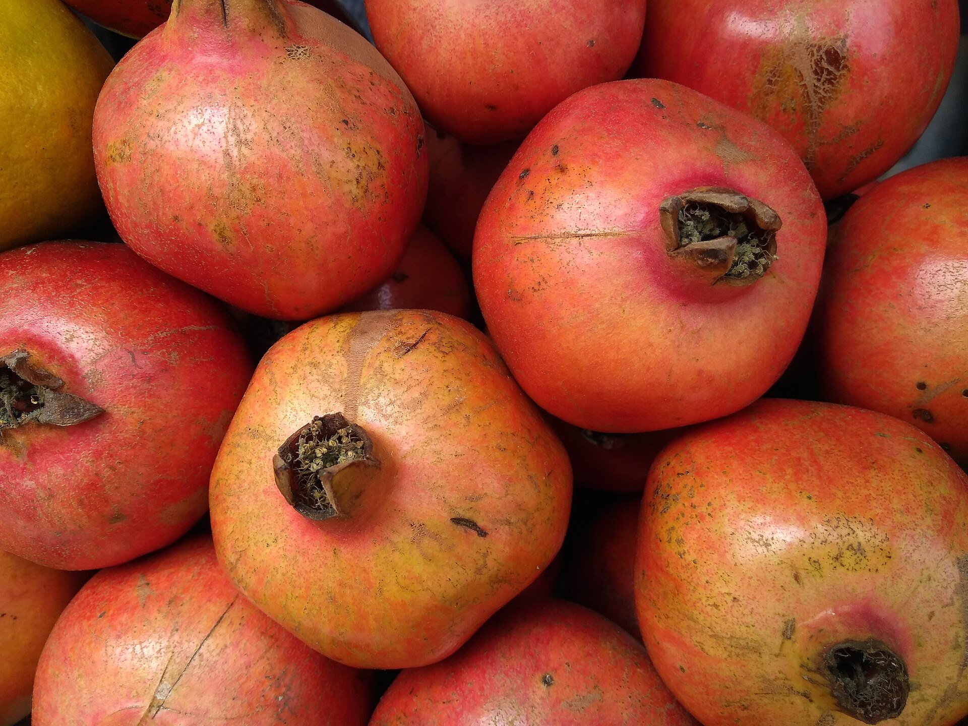 Pomegranates grown in Kallidaikurichi, Tamil Nadu