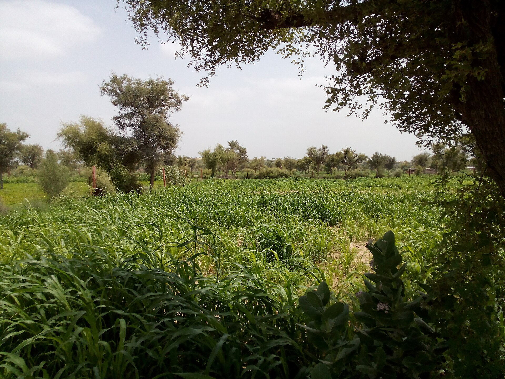 Millet field in Rajasthan