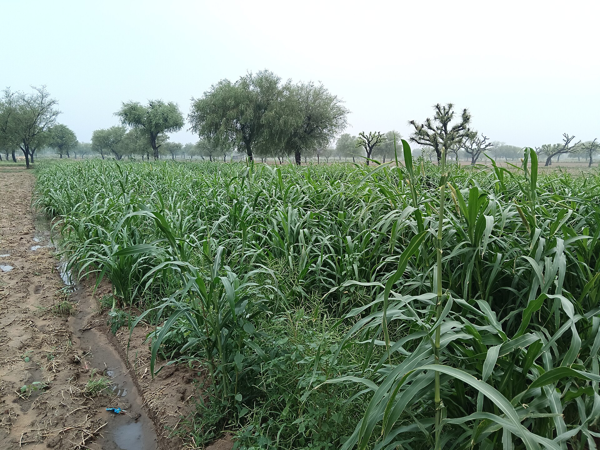 Pearl millet (bajra) crop in summer