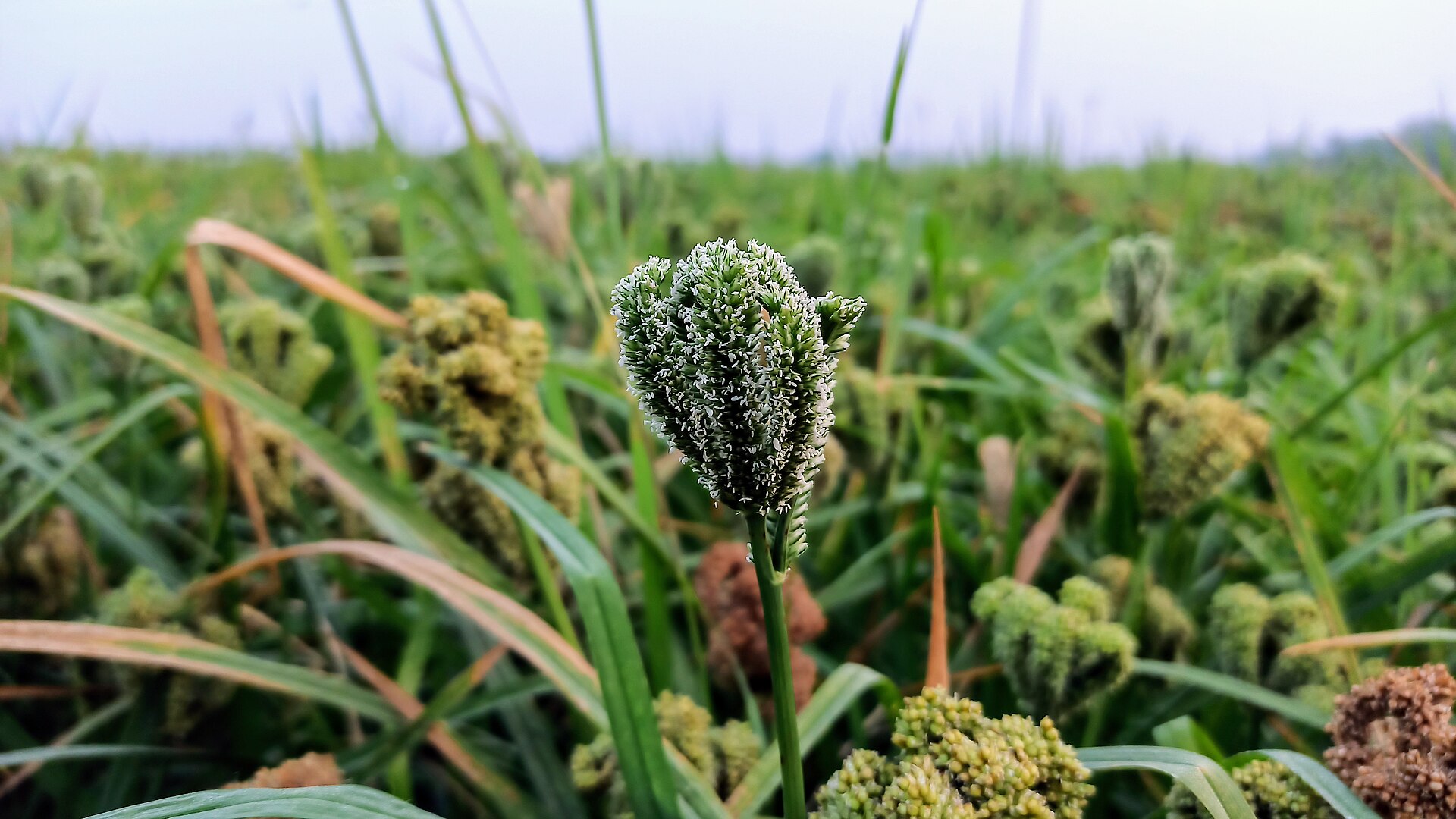 Finger millet (ragi) crop in an Indian farm field