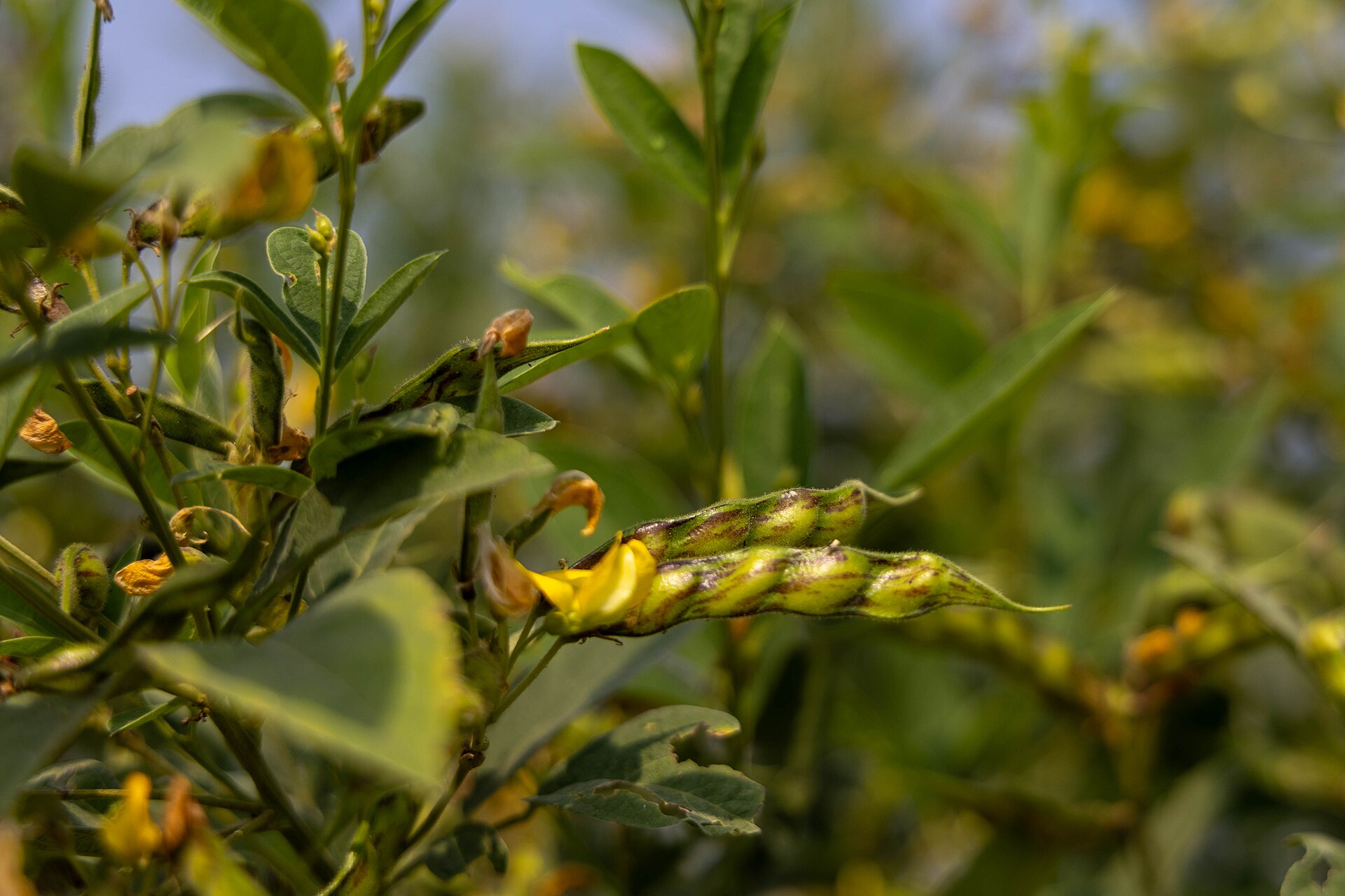 Pigeon pea (toor) pods on a farm in Raichur, Karnataka