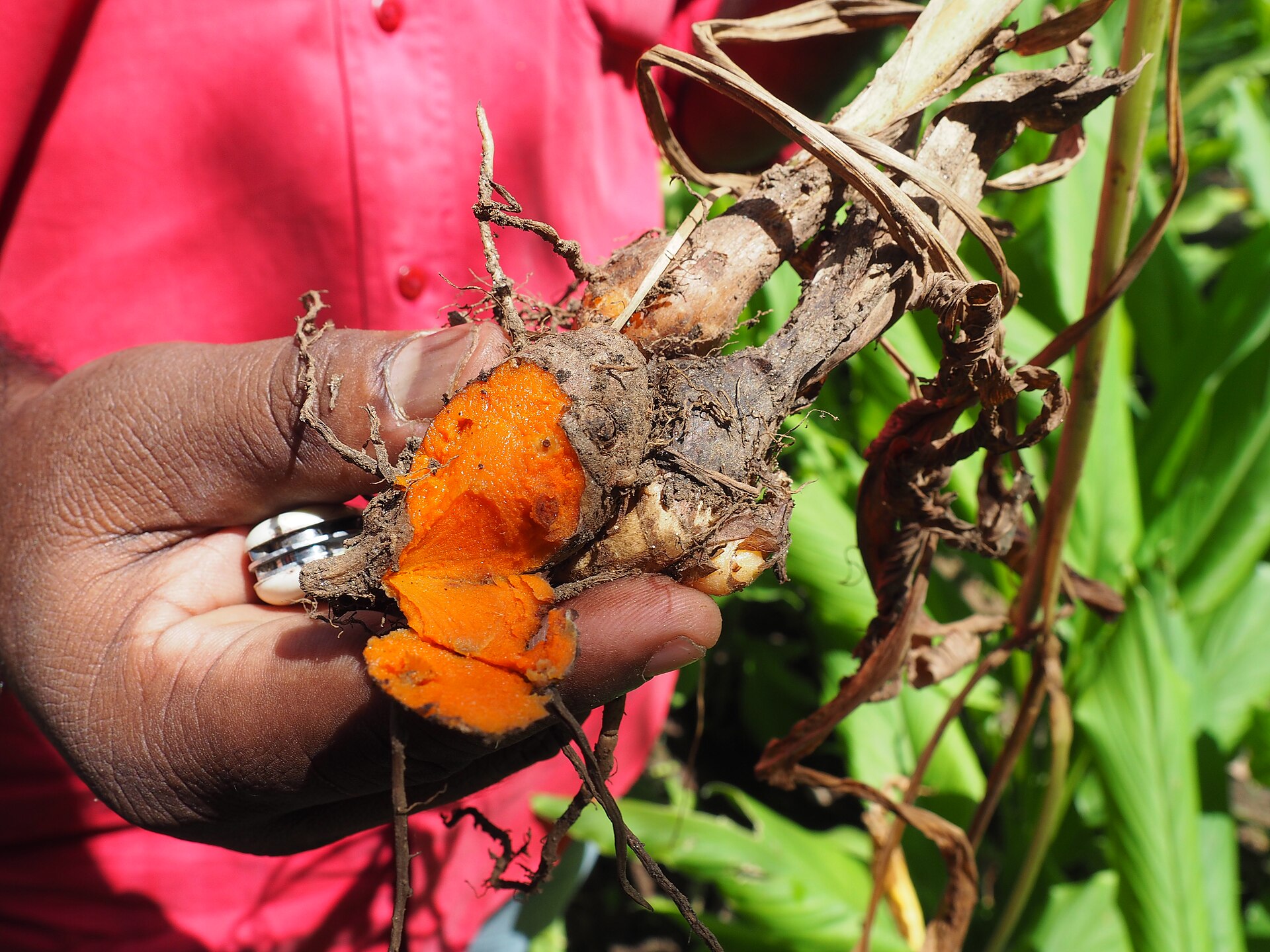 Cut turmeric rhizomes showing orange flesh