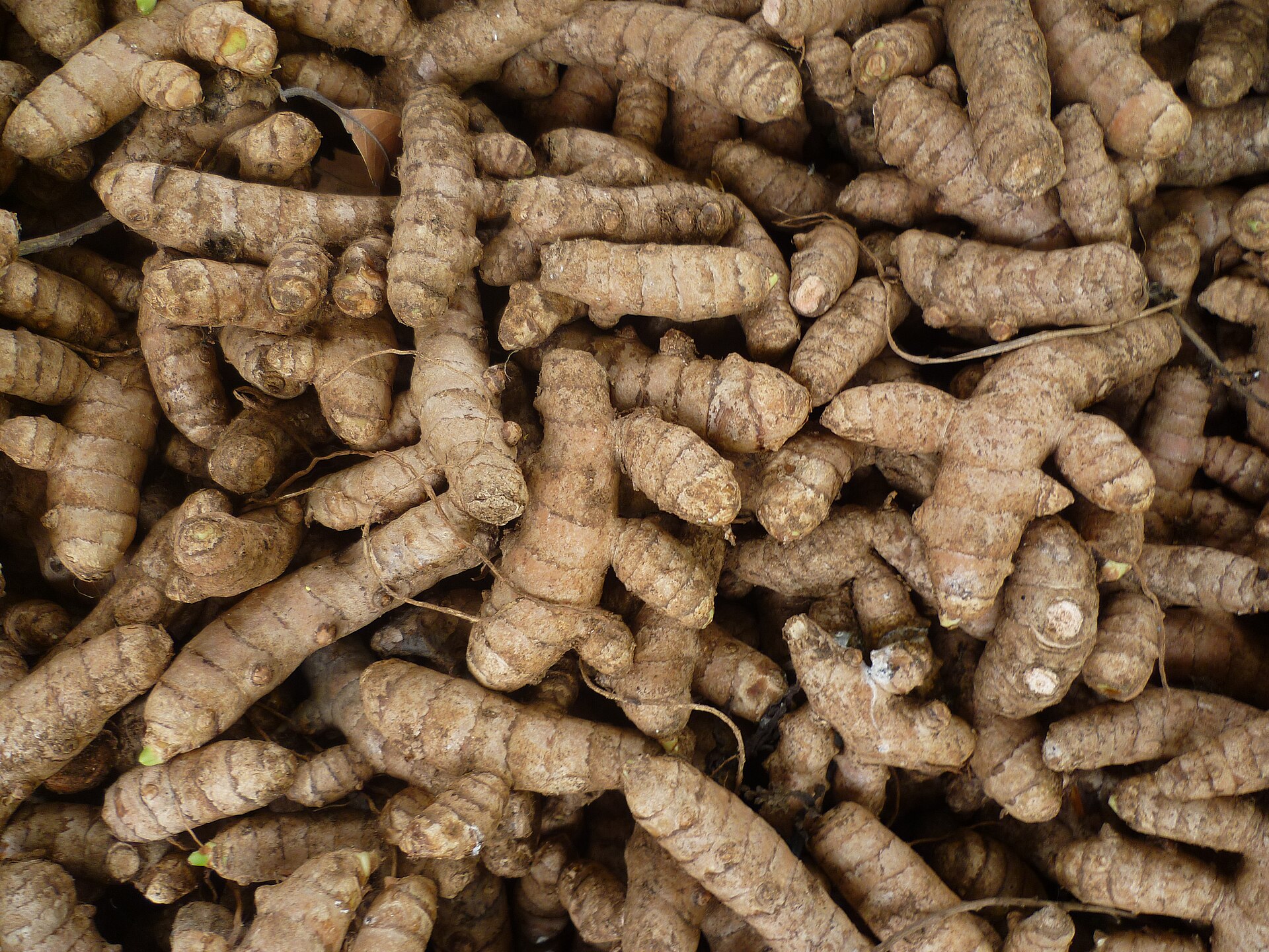 Fresh turmeric rhizomes harvested in Erode, India